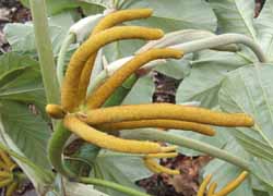 IPA-Mexican-Bean-Tree-Flower-250