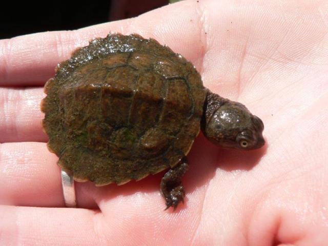 cutmore baby turtle